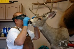 taxidermist working on deer mount